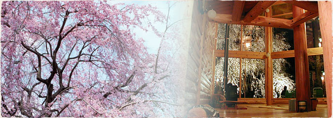 吉野山最大級の枝垂れ桜